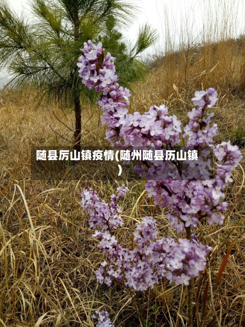 随县厉山镇疫情(随州随县历山镇)-第2张图片